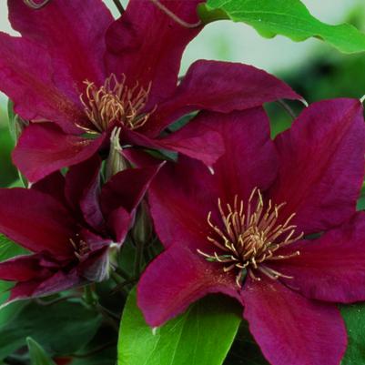 Clematis Boulevard® Picardy™