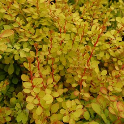 Berberis thun. Aurea