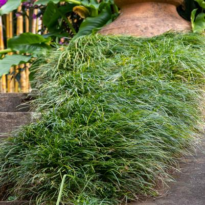 Ophiopogon japonicus 