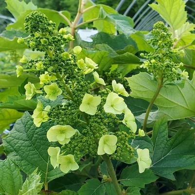 Hydrangea quercifolia 'Munchkin'