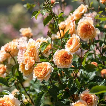 Rosa 'Port Sunlight'