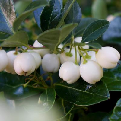 Gaultheria procumbens Peppermint Pearl