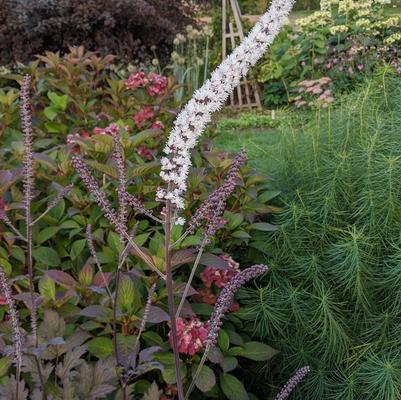 Actaea racemosa 'Brunette'