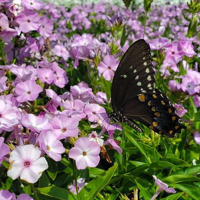 Phlox hybrid Opening Act Blush