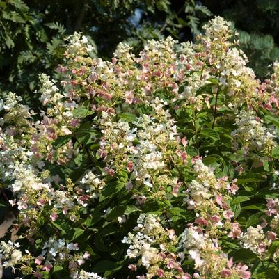 Hydrangea paniculata Pink Diamond