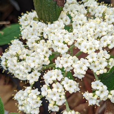 Viburnum x hytidophylloides 'Allegany'