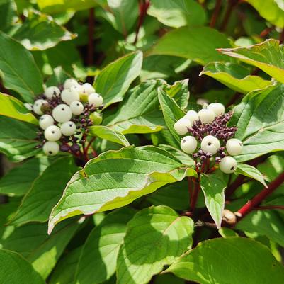 Cornus sericea 'Baileyi'