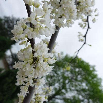 Cercis canadensis 'Vanilla Twist'