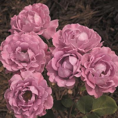 Rosa Angel Face