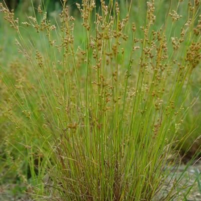Juncus tenuis 