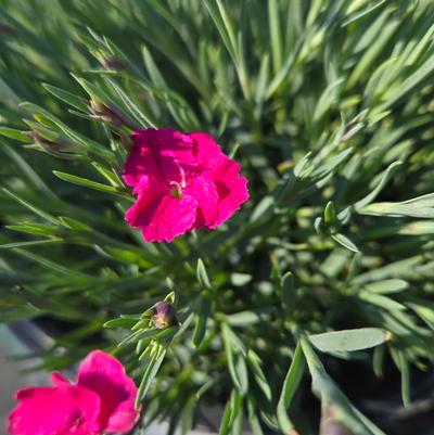 Dianthus hybrid Paint the Town Magenta