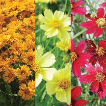 Coreopsis Medley Mix