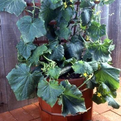 Cucumber Salad Bush