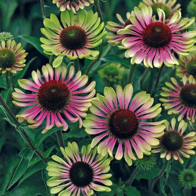 Echinacea Green Twister