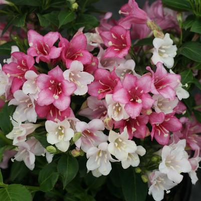 Weigela florida Czechmark Trilogy®