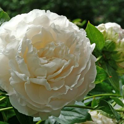 Paeonia lactifolia 'Shirley Temple'