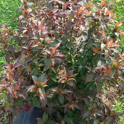 Diervilla sp Kodiak® Red
