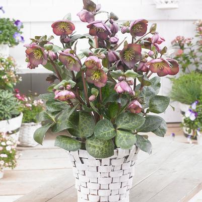 Helleborus Frostkiss® Dana's Dulcet®