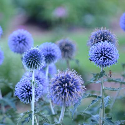 Echinops bannaticus 'Blue Glow'