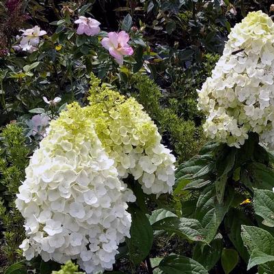 Hydrangea pan. Moonrock®