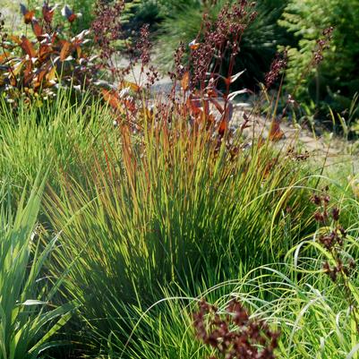 Andropogon gerardii 'Rain Dance'