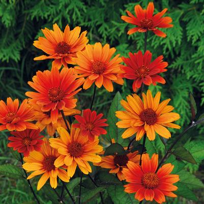 Heliopsis helianthoides 'Bleeding Hearts'