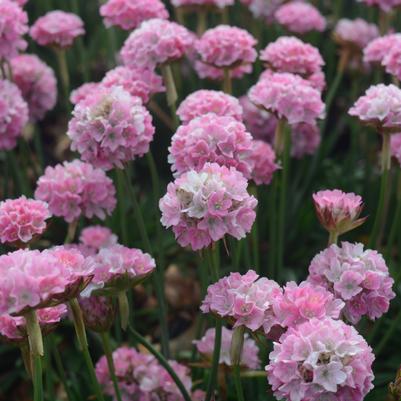 Armeria pseudarmeria Dreameria® 'Daydream'