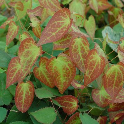 Epimedium x rubrum