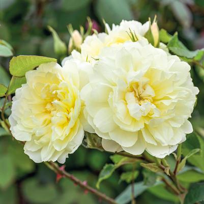 Rosa 'Imogen'