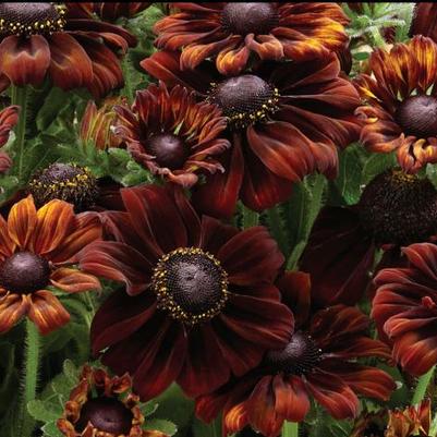 Echibeckia Summerina® Pumpernickel