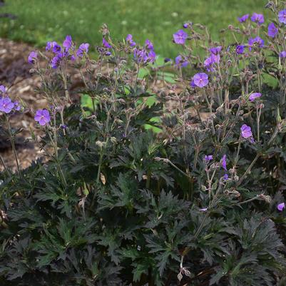 Geranium pratense 'Boom Chocolatta'