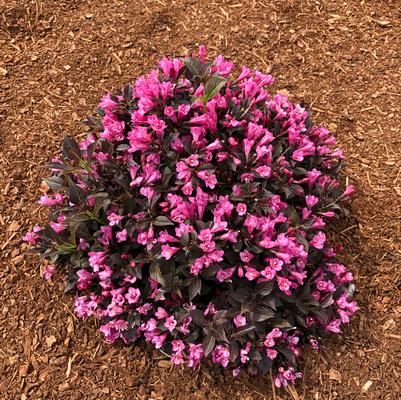 Weigela x Stunner™