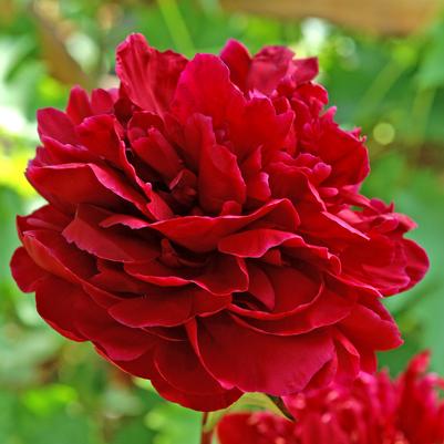 Paeonia lactiflora 'Red Sarah Bernhardt'