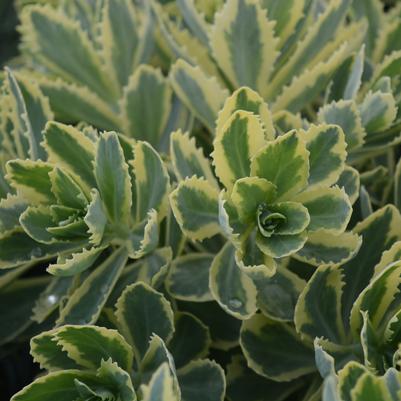 Sedum x 'Frosted Fire'