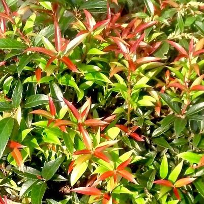 Leucothoe axillaris 'Rejoyce'