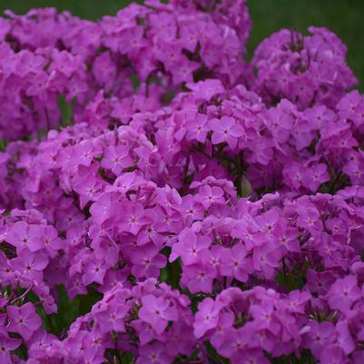 Phlox hybrid 'Opening Act Ultrapink'