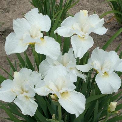 Iris sibirica 'Swans in Flight'