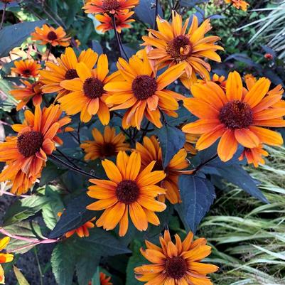 Heliopsis 'Fire Twister'