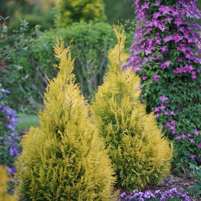 Thuja plicata Fluffy®