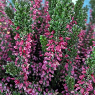 Calluna vugaris Beauty Ladies® 'Siska'