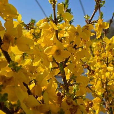 Forsythia Show Off®