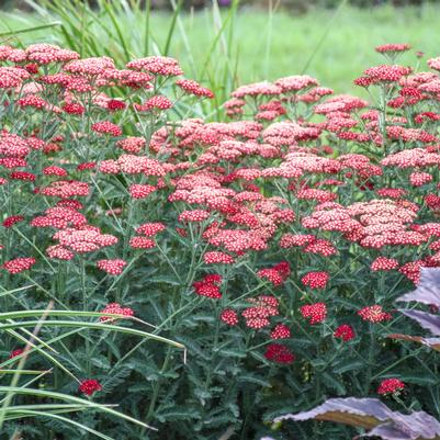Achillea 'Sassy Summer Sangria'