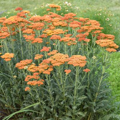 Achillea 'Sassy Summer Sunset'