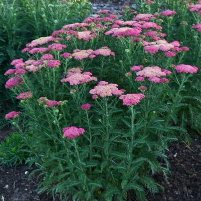 Achillea 'Sassy Summer Taffy'