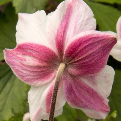 Anemone 'Dainty Swan'