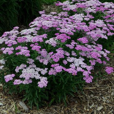 Achillea hybrid 'Firefly Amethyst'