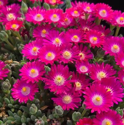 Delosperma Jewel of the Desert® Amethyst