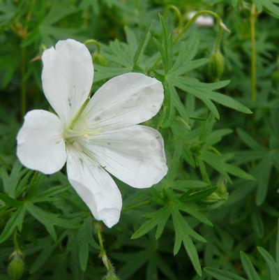 Geranium sanguineum Album