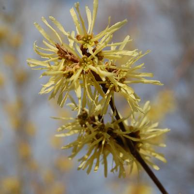 Hamamelis virginiana Harvest Moon