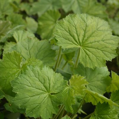 Heuchera villosa 'Autumn Bride'